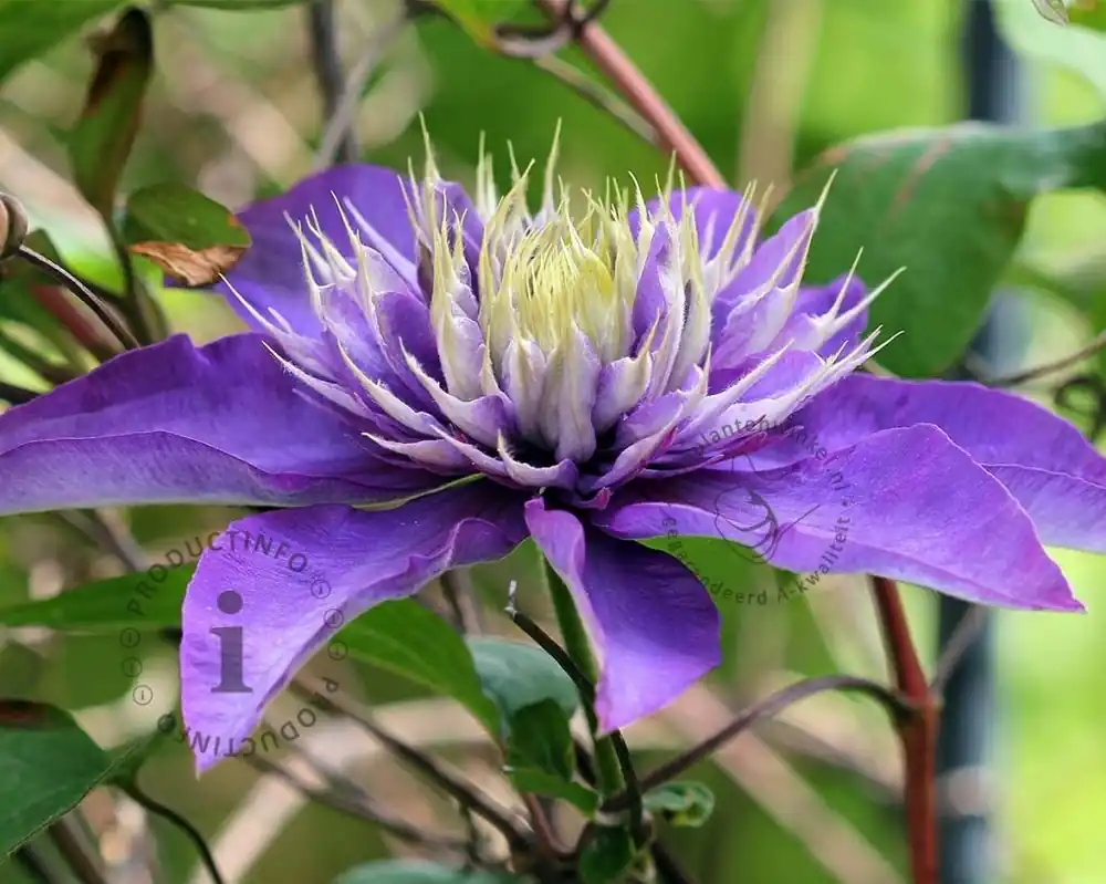 Nu kopen - Clematis patens ‘Multi Blue‘