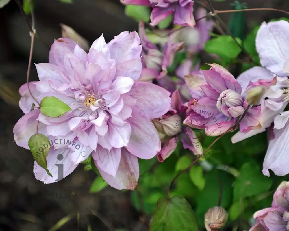 Clematis patens ‘Multi Pink‘ - Meest verkocht