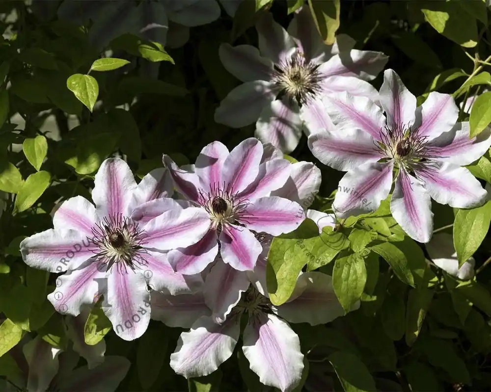 Dagdeal - Clematis patens ‘Nelly Moser‘