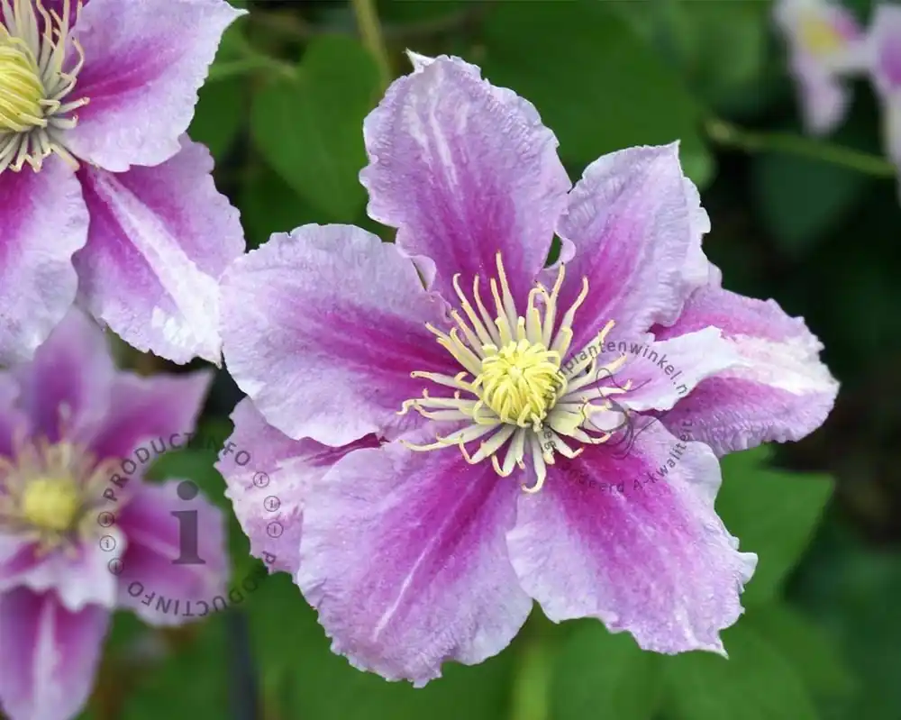 Clematis patens ‘Piilu‘ - Flitsaanbieding