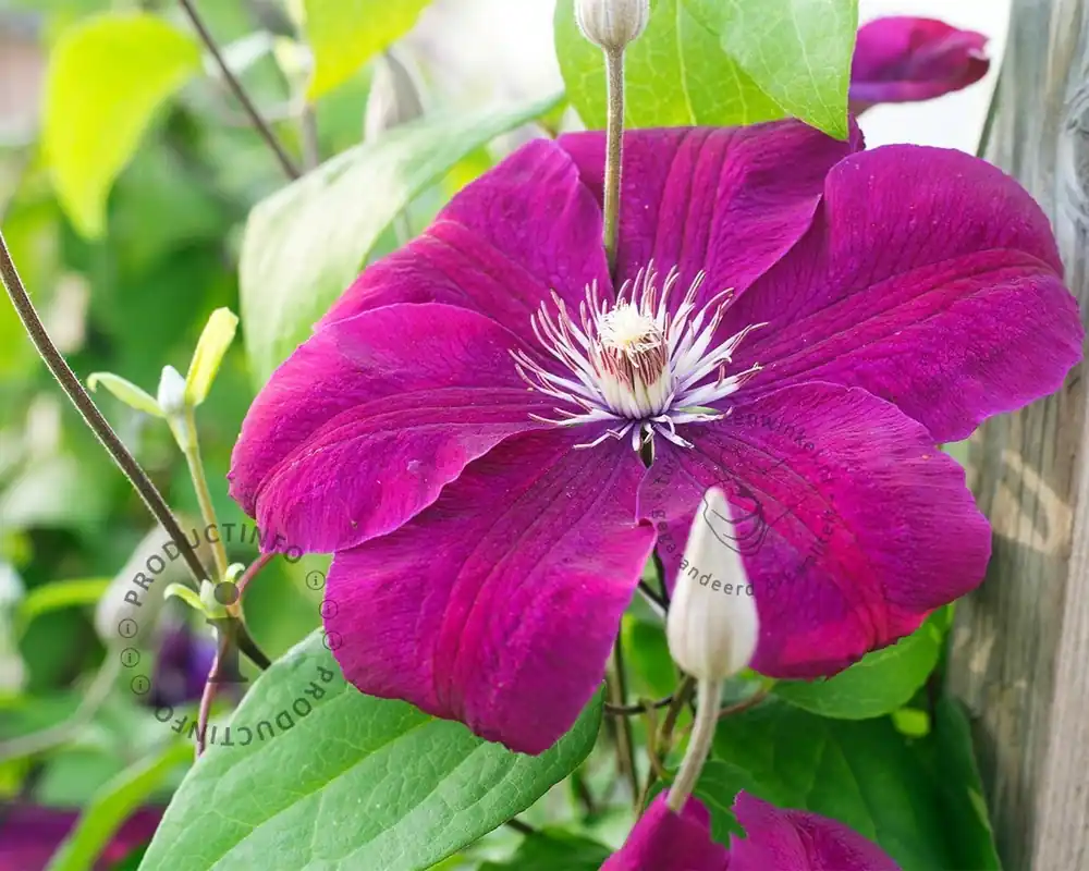 Clematis patens ‘Rouge Cardinal‘ - Erg populair