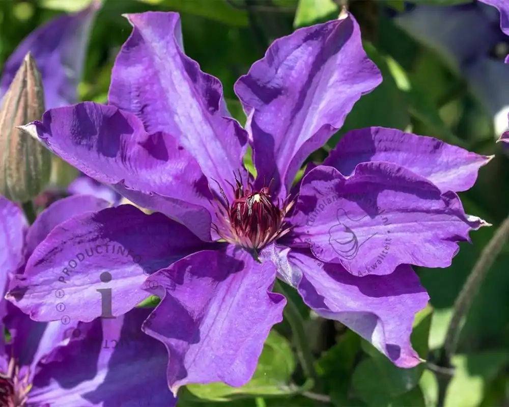 Clematis patens ‘The President‘ - Actieprijs