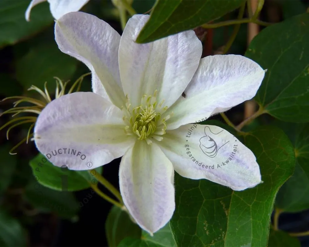 Online bestellen - Clematis patens ‘Yukikomachi‘