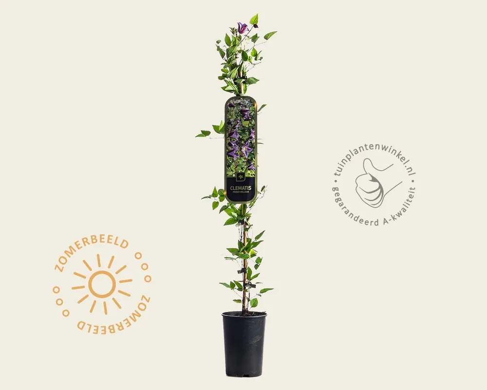 Clematis ‘Prince William‘ | Veel voordeel