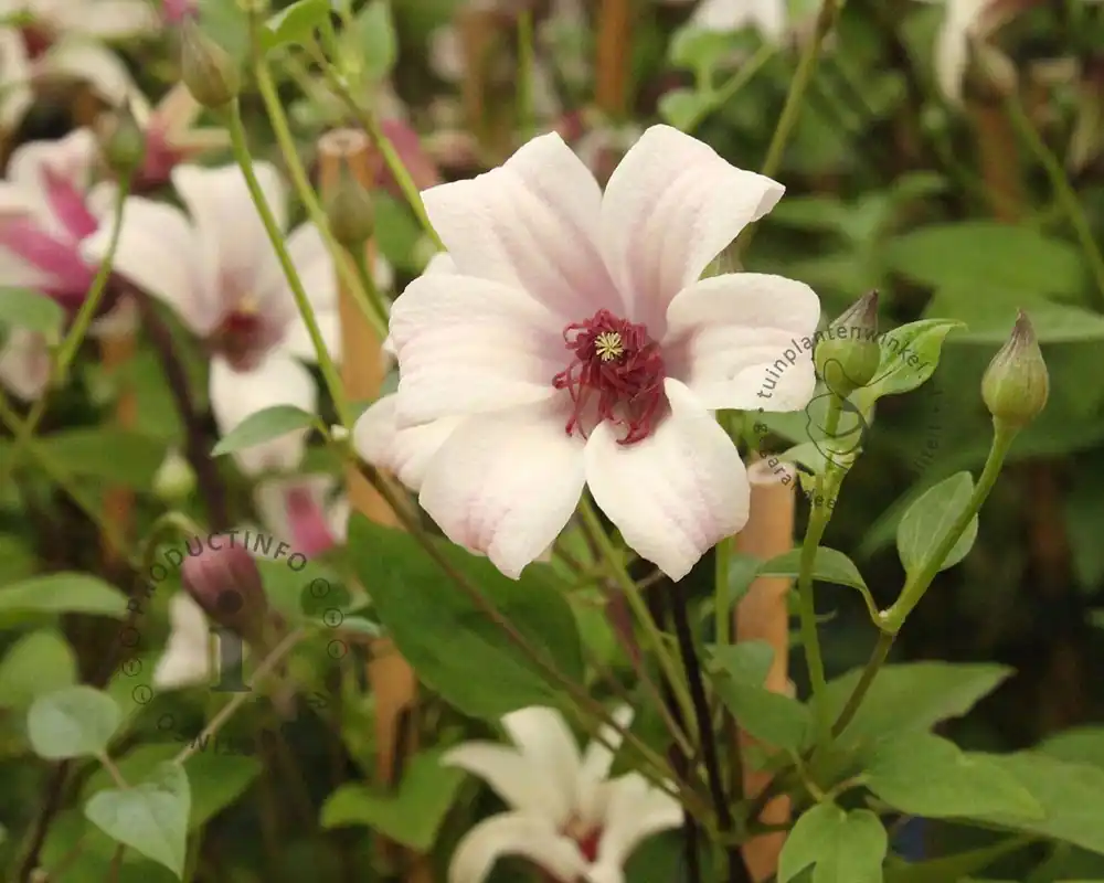 Clematis ‘Princess Kate‘ | Populair