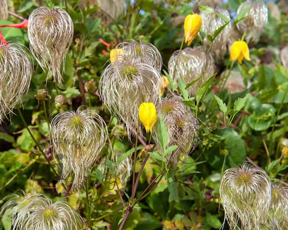 Nu beschikbaar - Clematis tangutica