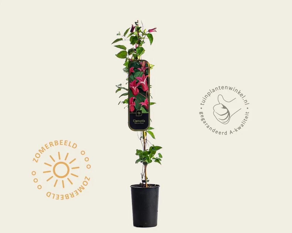 Beste prijs | Clematis texensis ‘Princess Diana‘
