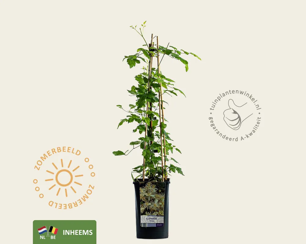 Clematis vitalba | Bespaar nu