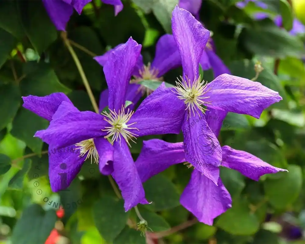 Snelle verzending | Clematis viticella