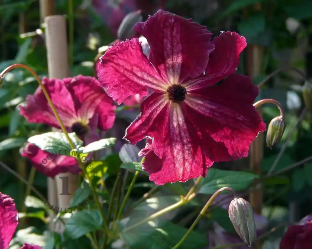 Voordeelprijs - Clematis viticella ‘Rubra‘