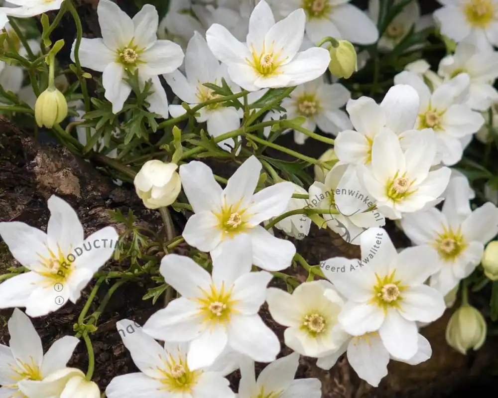 Clematis x cartmanii ‘Avalanche‘ | Nieuw