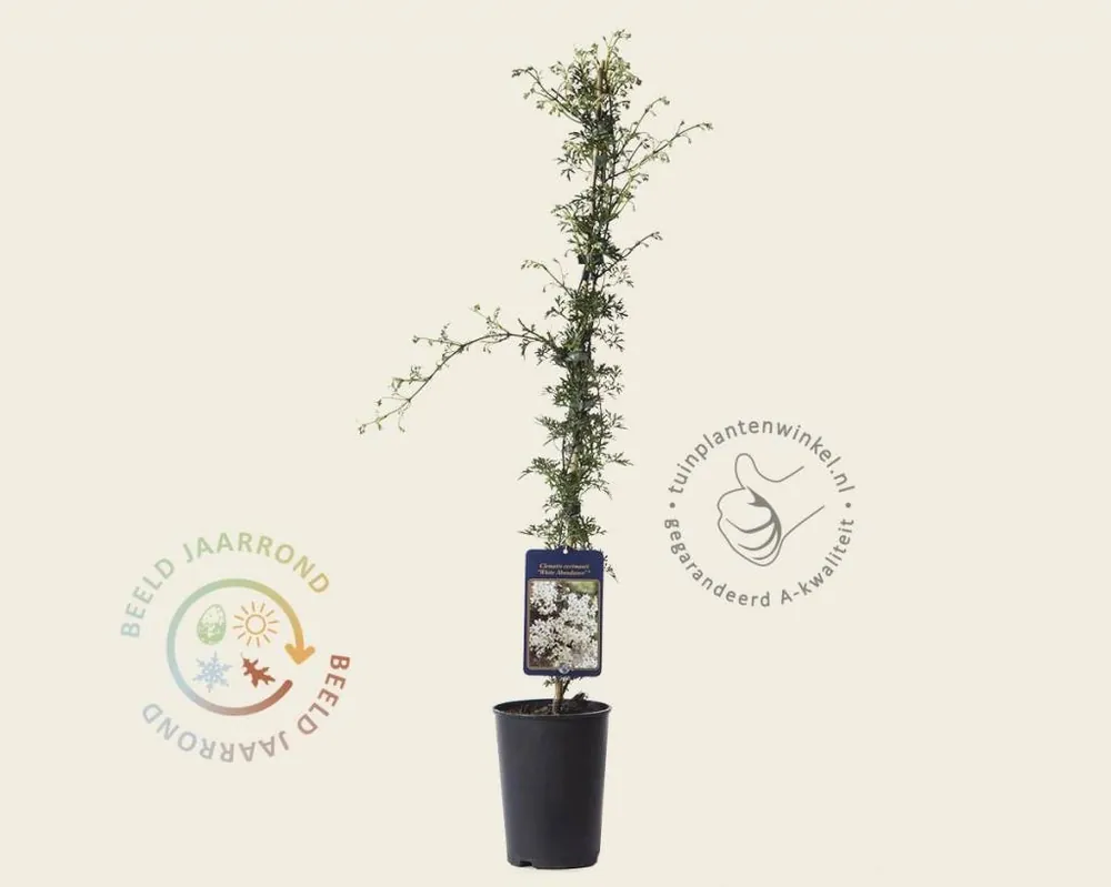 Clematis x cartmanii ‘White Abundance‘ - Beste prijs