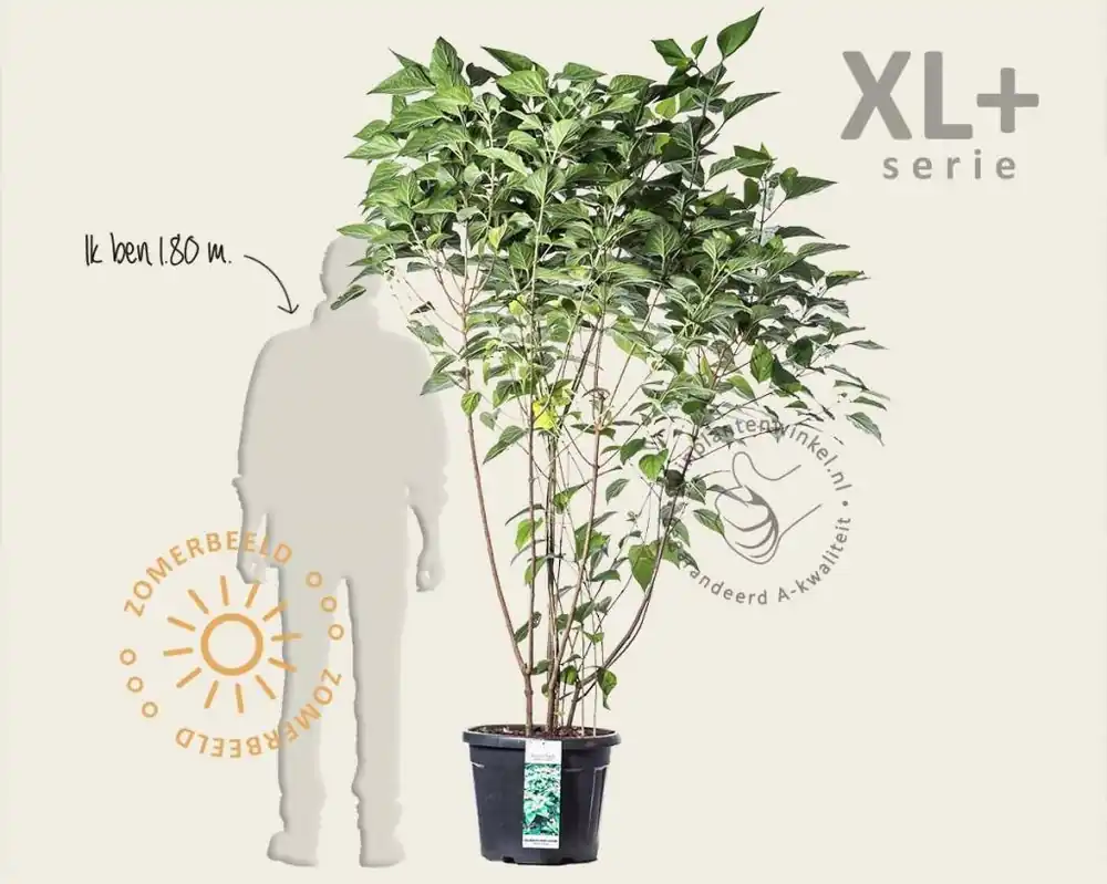 Nu beschikbaar - Clerodendrum trichotomum - XL+
