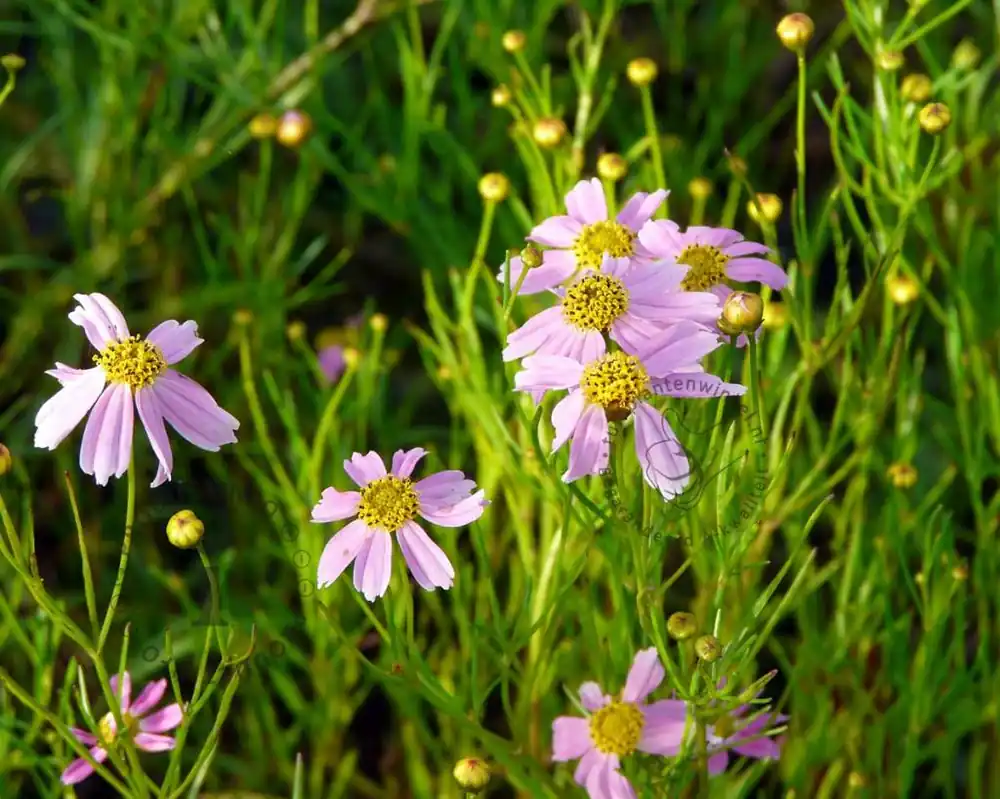 Coreopsis rosea ‘American Dream‘ - Goed beoordeeld