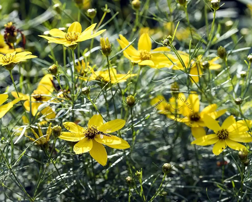 Coreopsis verticillata - Populair
