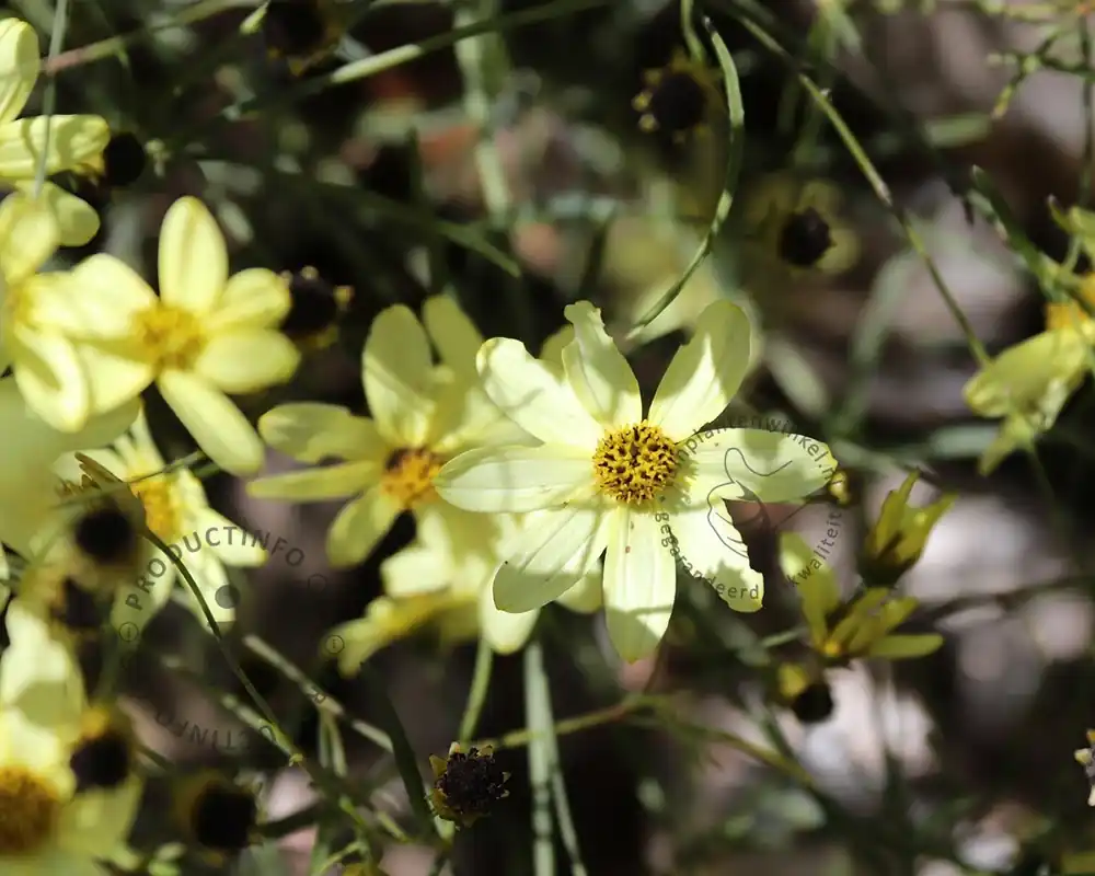 Nieuw binnengekomen - Coreopsis verticillata ‘Moonbeam‘