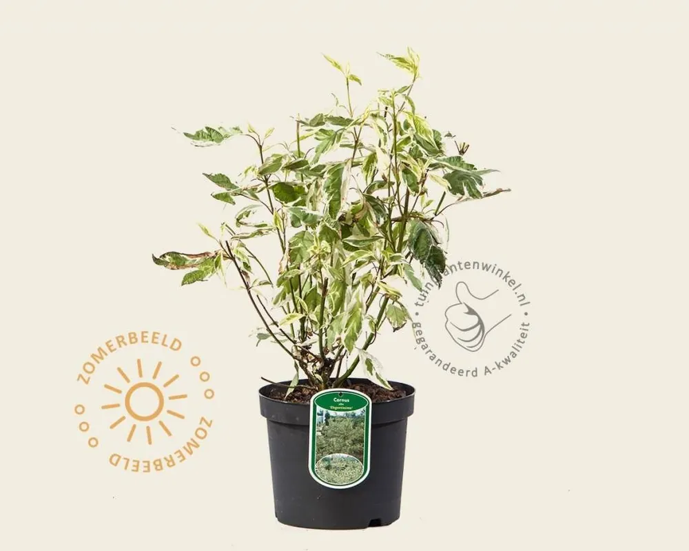Cornus alba ‘Elegantissima‘ | Topkwaliteit