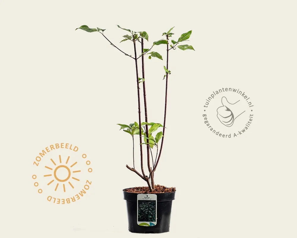 Hoge kwaliteit - Cornus alba ‘Kesselringii‘