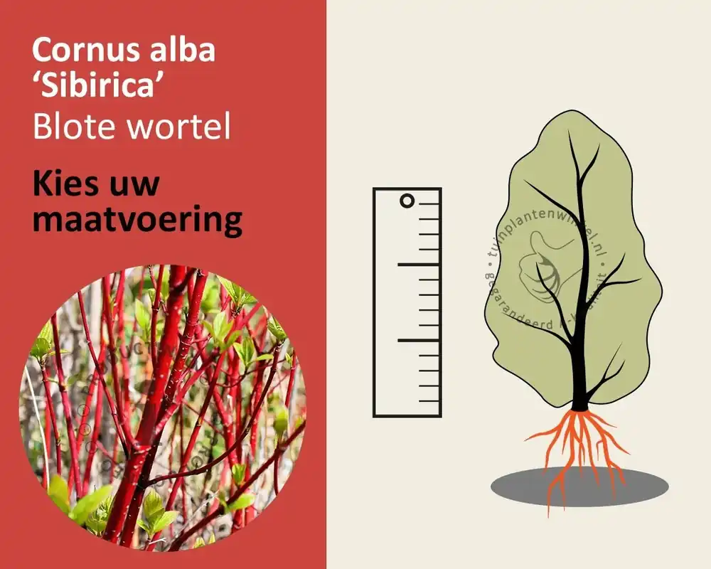 Cornus alba ‘Siberica‘ - blote wortel - Populair bij klanten