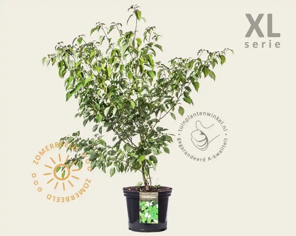 Direct leverbaar - Cornus alternifolia - XL