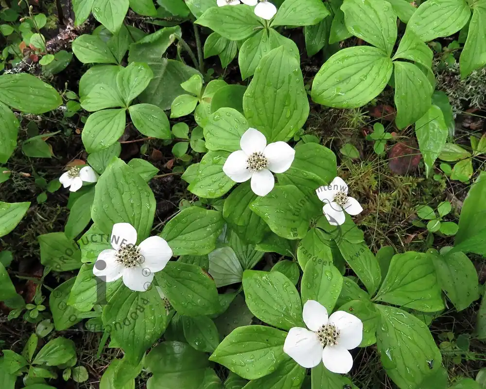 Op = op - Cornus canadensis