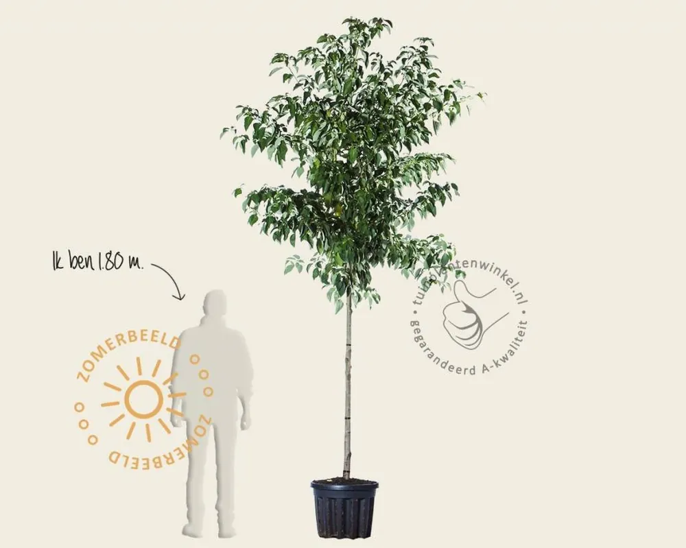 Cornus controversa | Tijdelijk aanbod