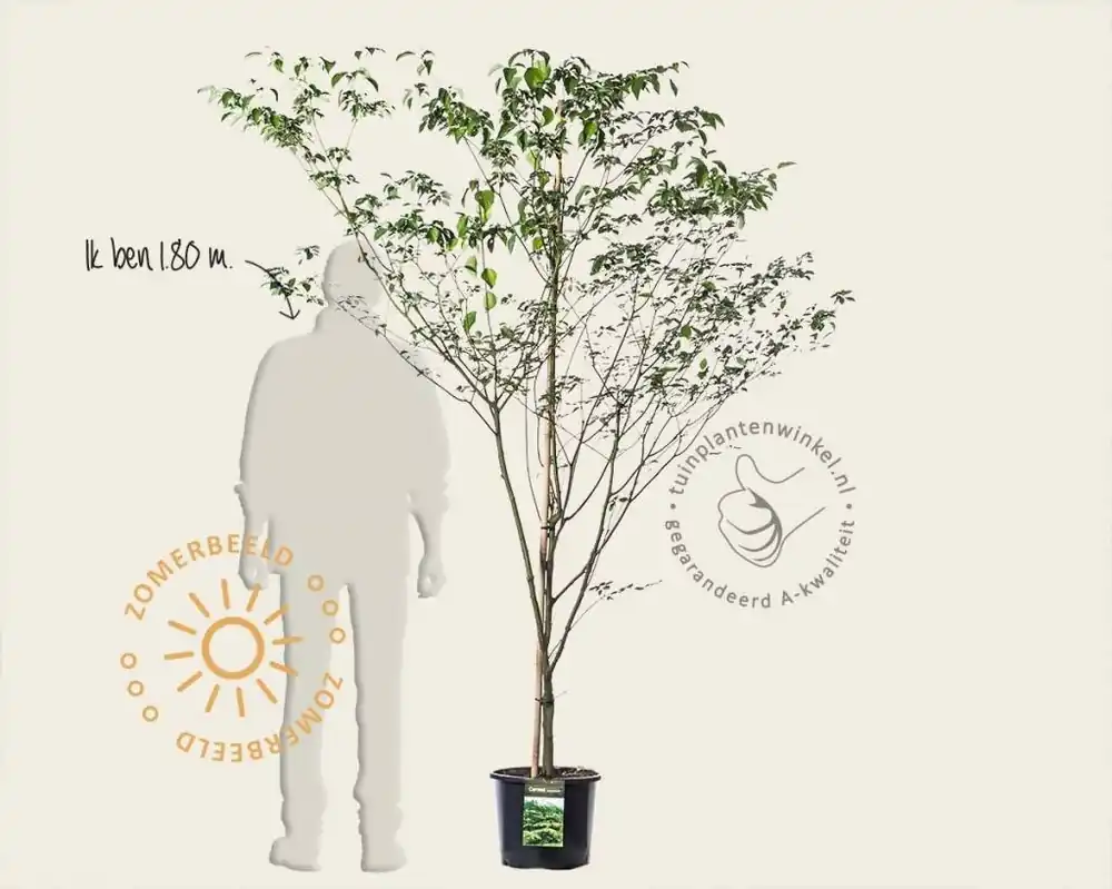 Cornus controversa - Actie