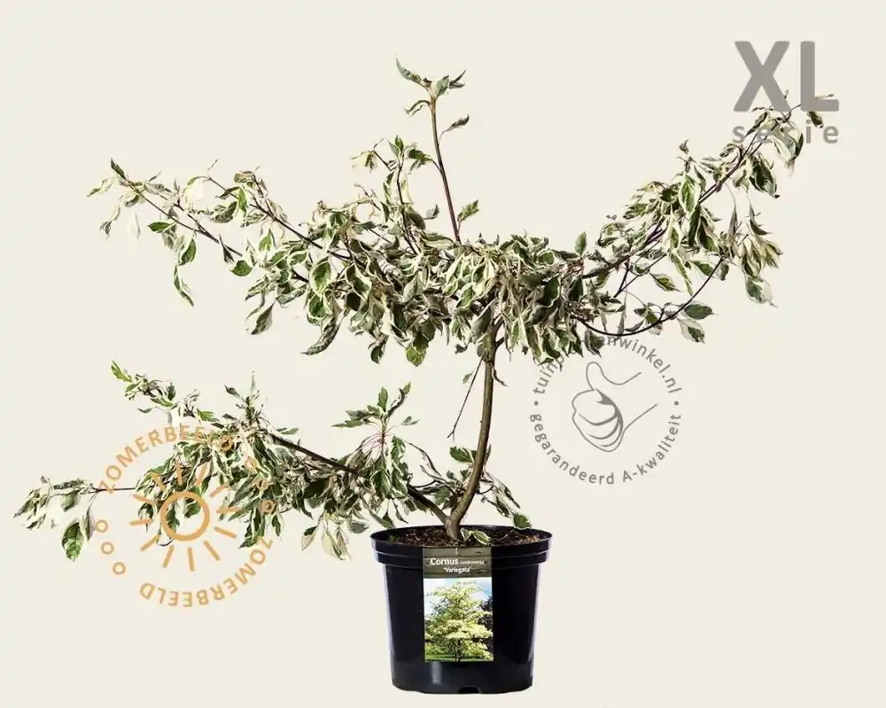 Nieuw product - Cornus controversa ‘Variegata‘ - XL