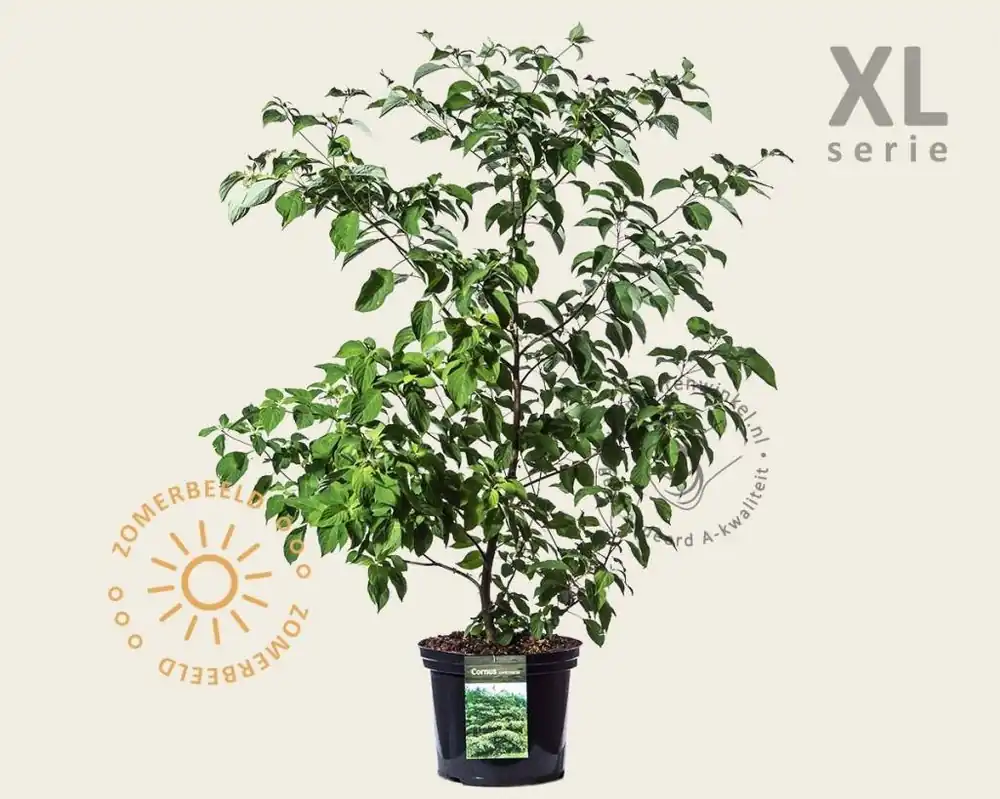 Cornus controversa - XL | Net gelanceerd
