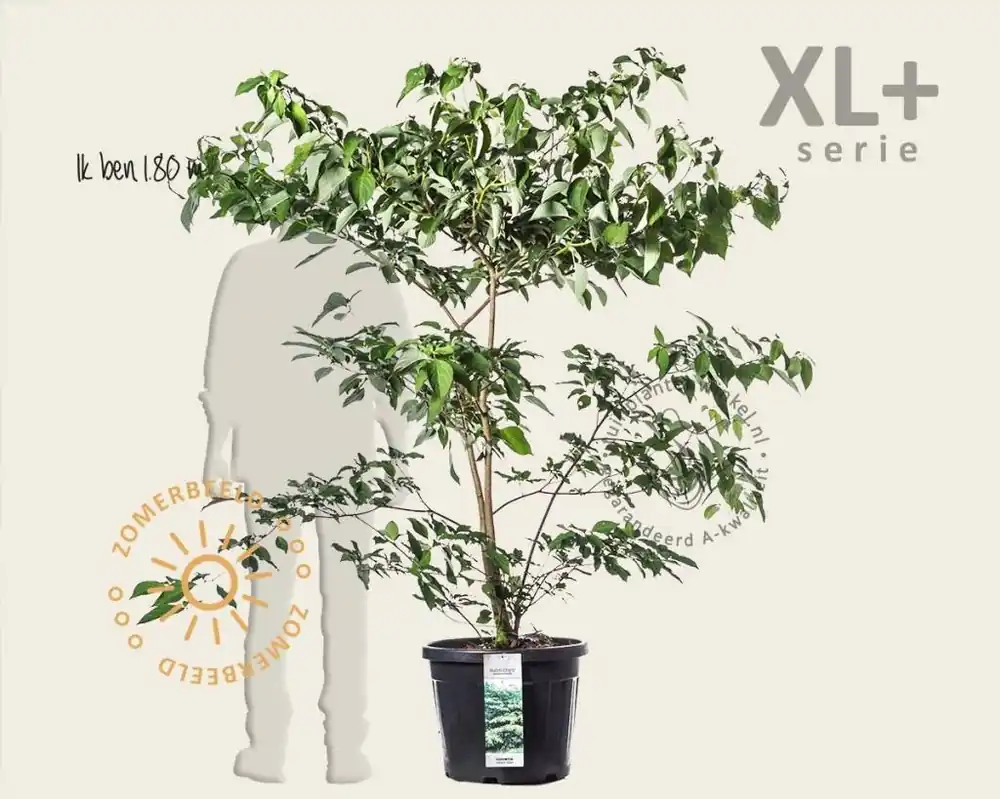 Cornus controversa - XL+ - Bespaar nu