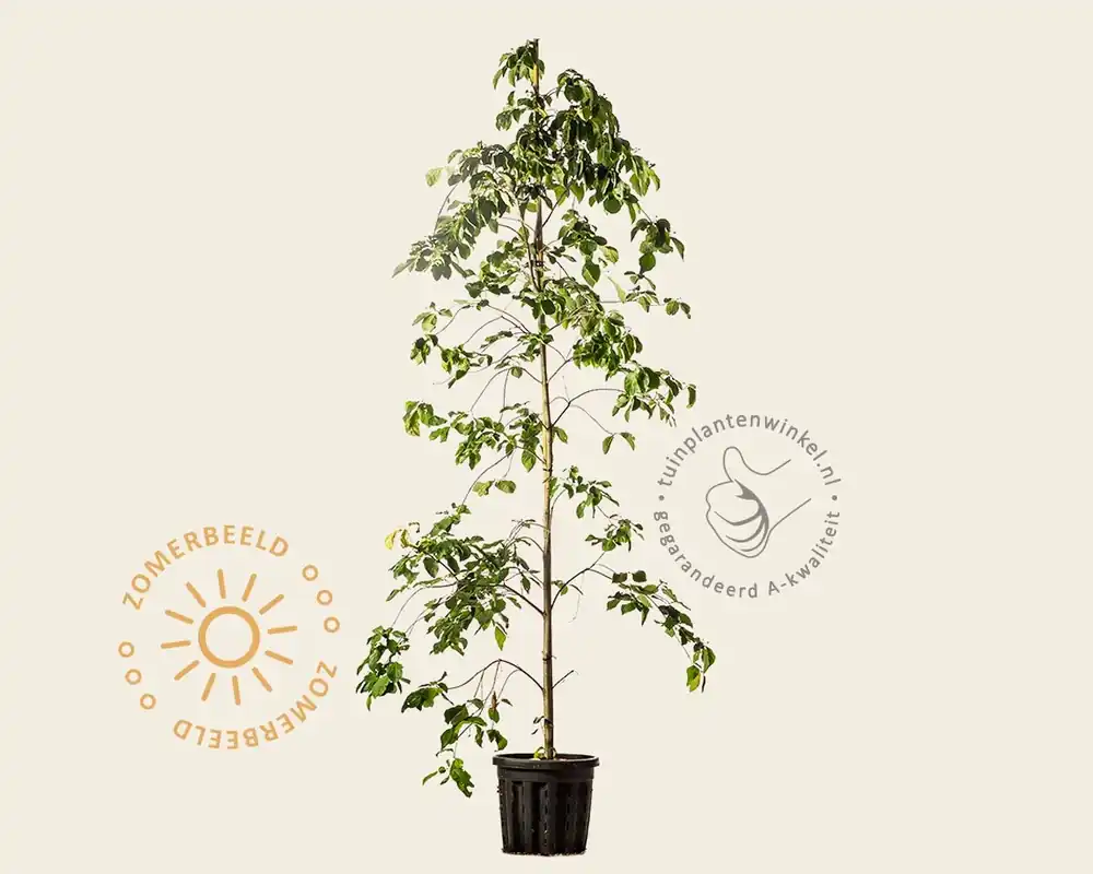 Cornus ‘Eddie‘s White Wonder‘ - beveerd | Veel gevraagd