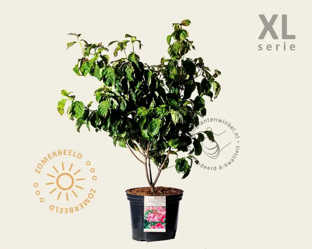 Alleen deze week | Cornus florida ‘Cherokee Chief‘ - XL