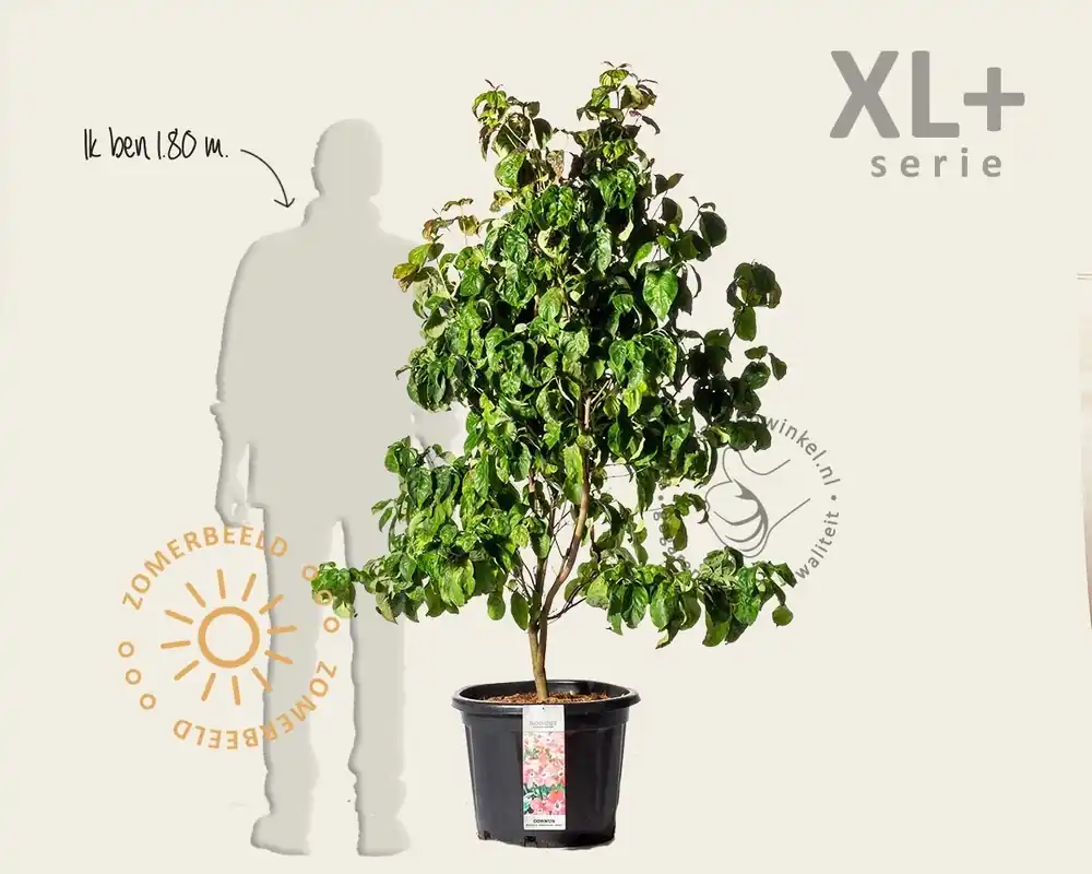 Topkwaliteit | Cornus florida ‘Cherokee Chief‘ - XL+