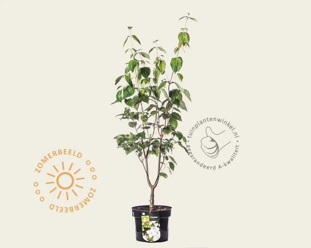 Professionele kwaliteit | Cornus kousa ‘China Girl‘