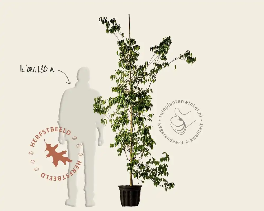 Cornus Kousa ‘China Girl‘ - beveerd - Snelle verzending