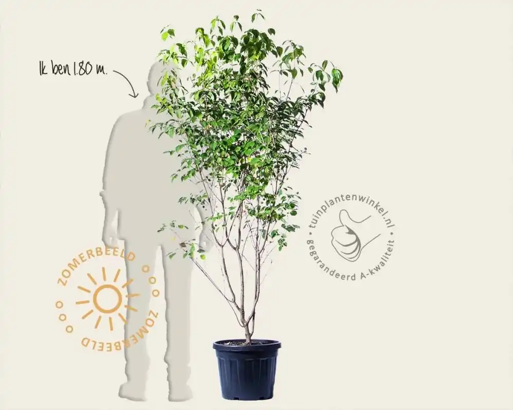 Nieuw gelanceerd | Cornus kousa ‘China Girl‘ - XL+