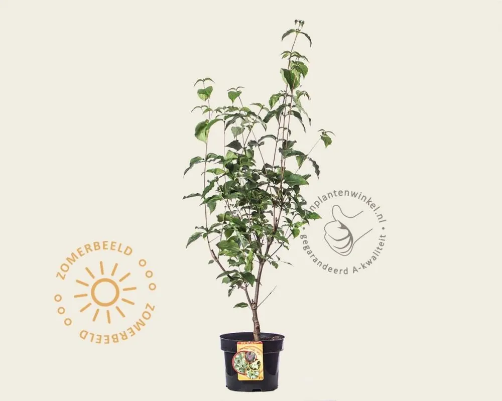 Cornus kousa ‘Milky Way‘ | Nu kopen