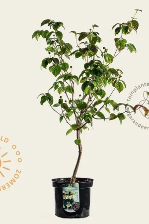 Zojuist toegevoegd | Cornus kousa ‘Milky Way‘ - XL