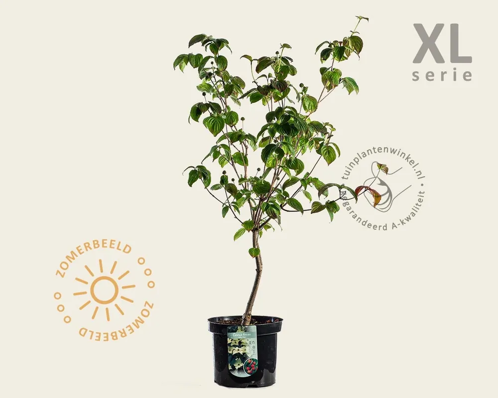 Zojuist toegevoegd | Cornus kousa ‘Milky Way‘ - XL