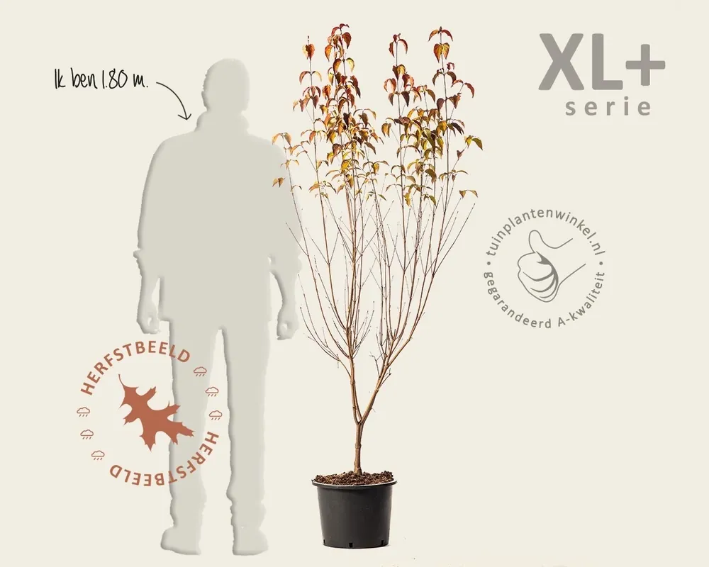 Nieuw in het assortiment - Cornus kousa ‘Milky Way‘ - XL+