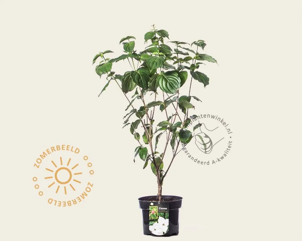 Cornus kousa ‘National‘ | Voeg toe aan winkelwagen