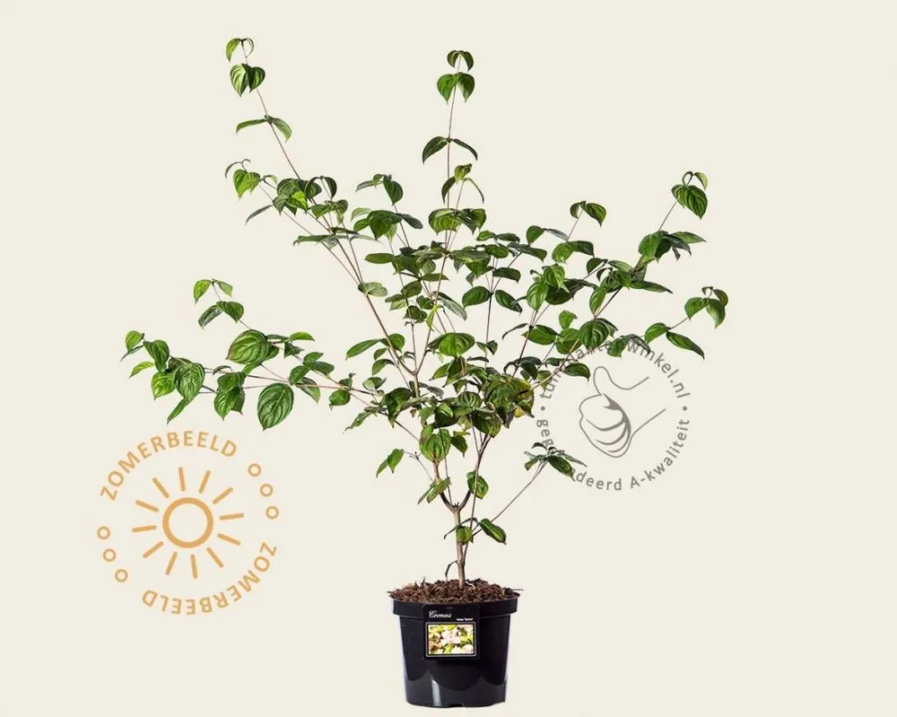 Voordeelprijs - Cornus kousa ‘Satomi‘