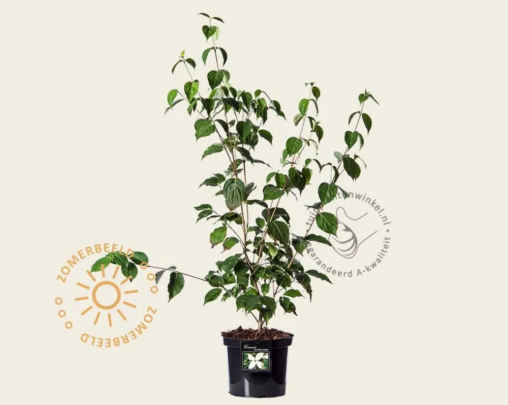 Cornus kousa ‘Weisse Fontaine‘ - Bijna uitverkocht