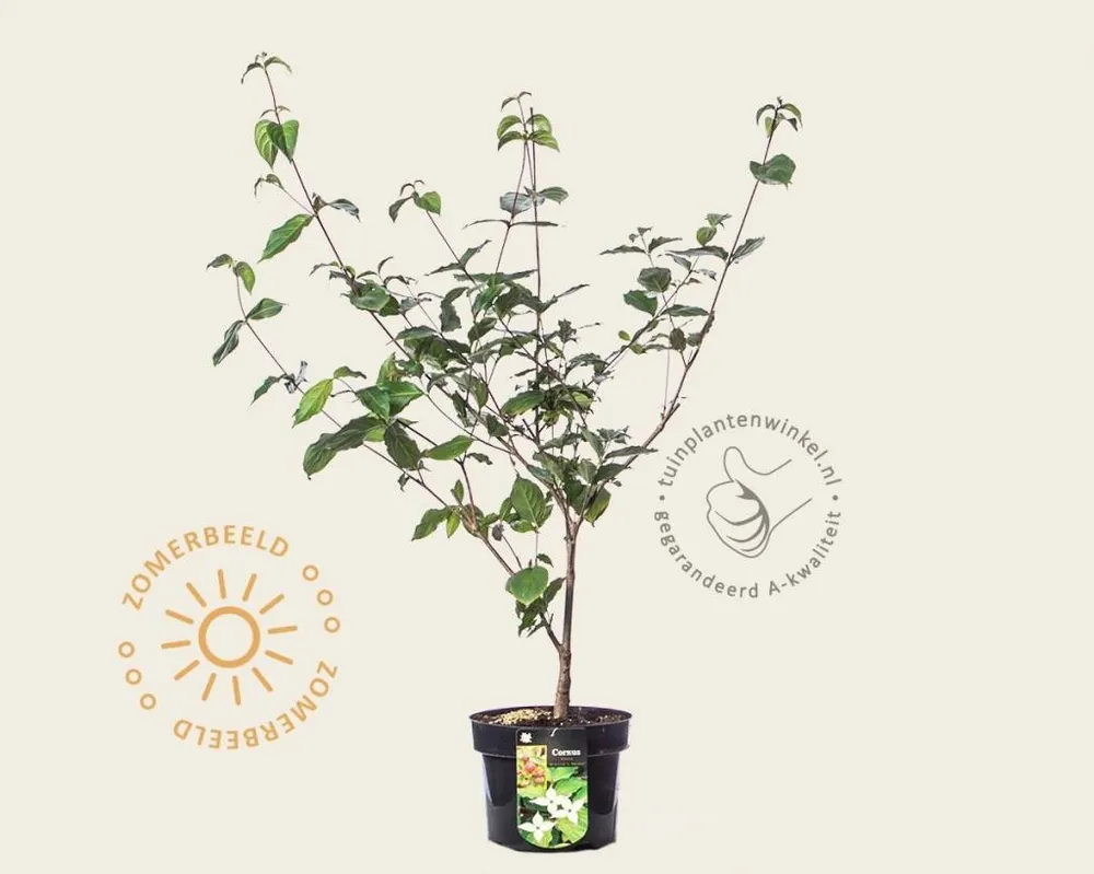 Extra korting | Cornus kousa ‘Wieting‘s Select‘