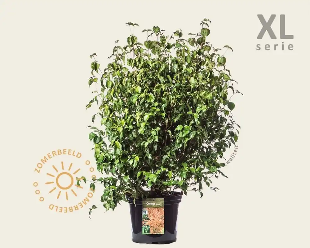 Cornus kousa - XL - Direct kopen