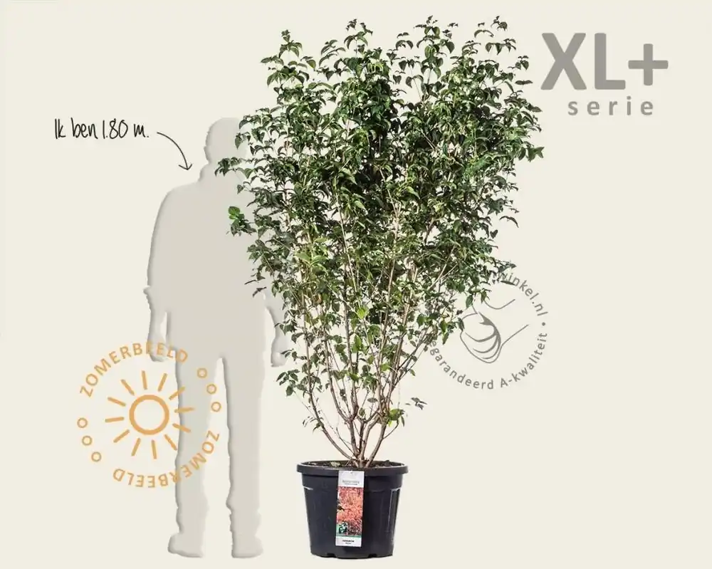Op = op | Cornus kousa - XL+