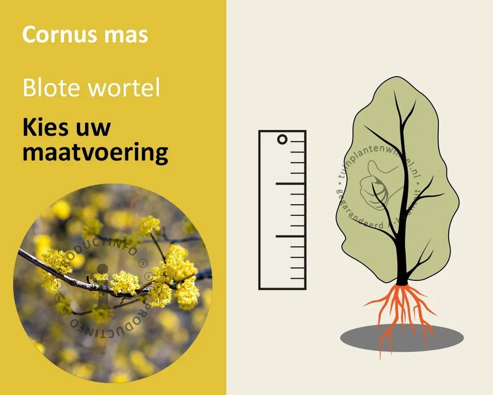 Cornus mas - blote wortel - Zeer goed beoordeeld