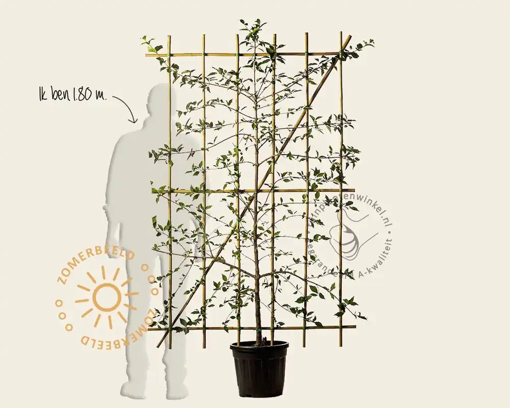 Meest verkocht | Cornus mas - In rek 120x180 cm