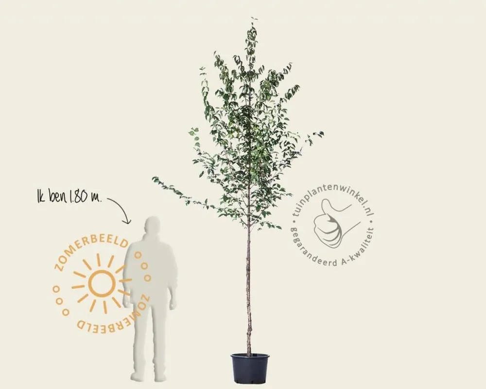 Cornus officinalis ‘Robin‘s Pride‘ | Professionele kwaliteit