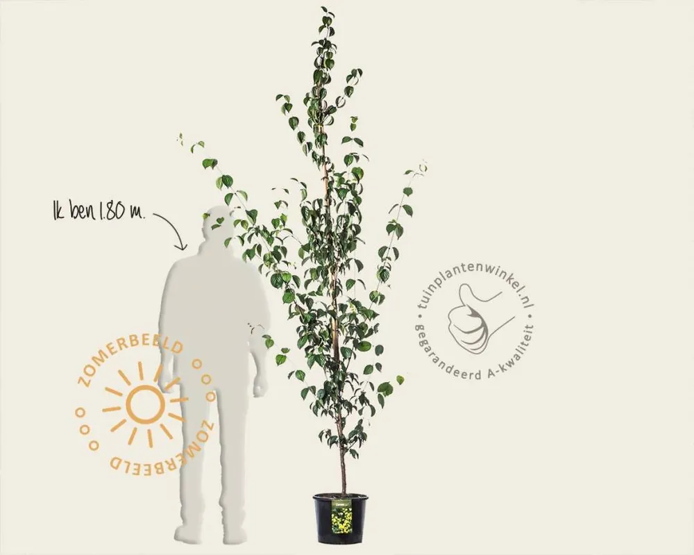 Topdeal | Cornus officinalis ‘Robin‘s Pride‘ - beveerd